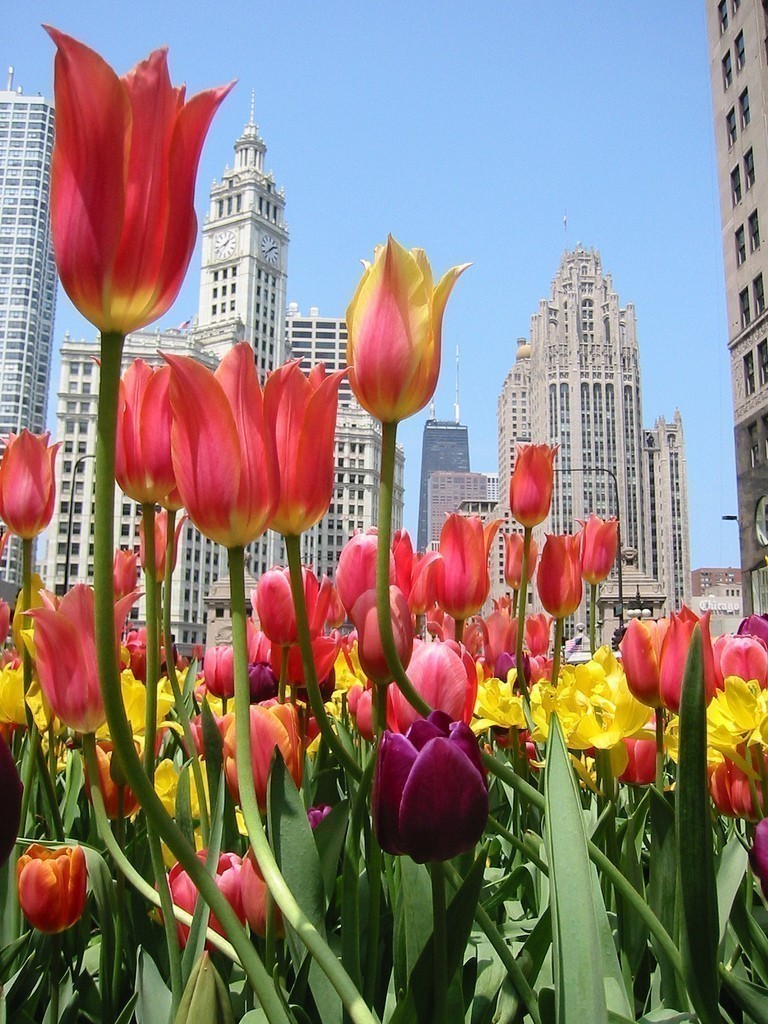 ParadigmNEXT’s Favorite Places to Visit in Chicago this Spring